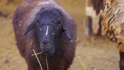 A black sheep is chewing grass in the barn Stock Footage 166823630