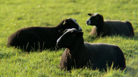 Black Sheep Chilling, Chewing and Staring - 29,97FPS NTSC Video stock 28686601