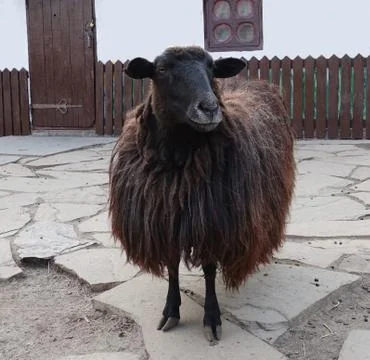 Black sheep, close-up 库存照片