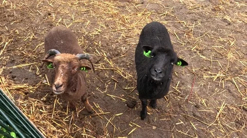 A black sheep closely resembling the Black Welsh Mountain breed (Ovis aries). Stock Footage 340230041