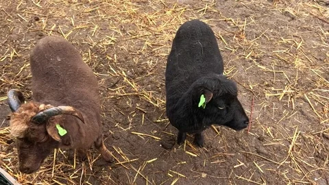 A black sheep closely resembling the Black Welsh Mountain breed (Ovis aries). Stock Footage 340230045