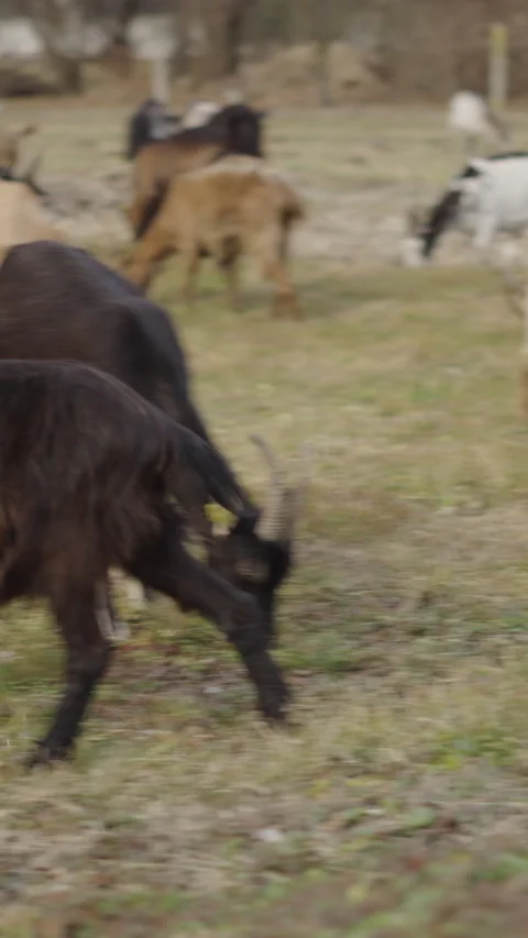 A black sheep eats grass with her mates Video stock 275185592