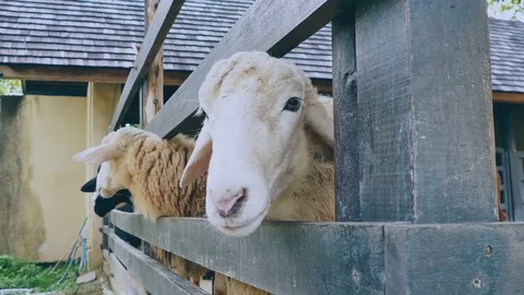 Black sheep in farm Video stock 83067288