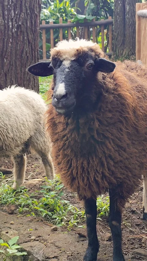 Black sheep on the farm 스톡 동영상 306757112