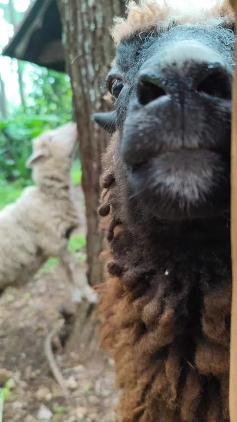 Black sheep in the farm Stock Footage 306766154