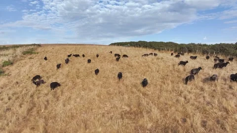 Black Sheep on farm, North Devon and Cornwall Coastpath Border, Devon, England Stock Footage 342076119