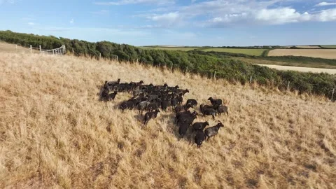 Black Sheep on farm, North Devon and Cornwall Coastpath Border, Devon, England Stock Footage 342076128