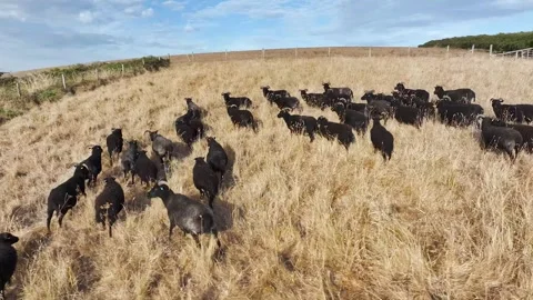 Black Sheep on farm over Devon cliffs from a drone, North Devon and Cornwall Stock Footage 342187762