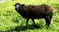Black sheep HD Footage