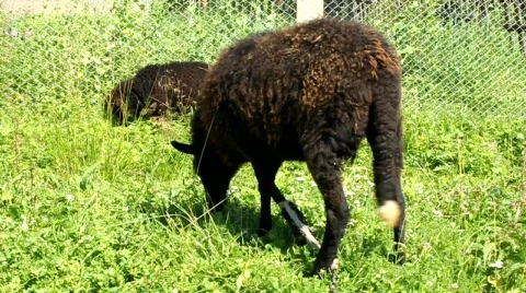 Black sheep Stock Footage 739267