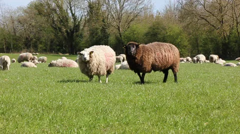 Black sheep Video stock 23040784