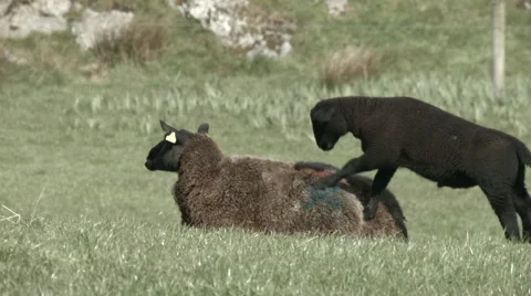 Black sheep Stock Footage 52264254