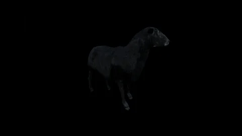Black Sheep. Video stock 88395092