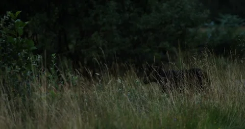 Black sheep Stock Footage 101342409