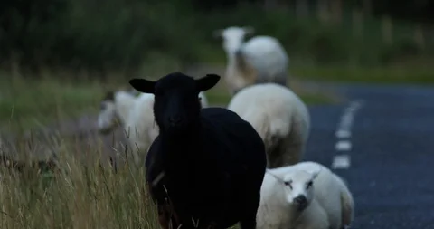 Black sheep 動画素材 101342425