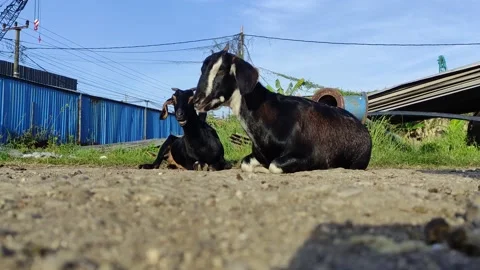 Black sheep Stock Footage 237409670