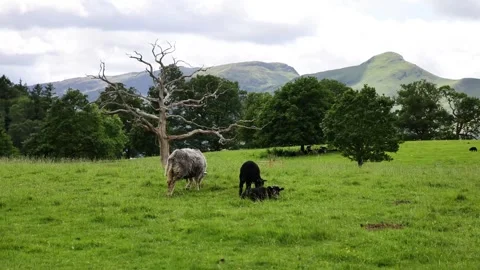 Black Sheep Stock Footage 301089351
