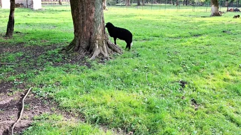 Black Sheep Grazing Beneath a Tree in a Peaceful Green Pasture Stock Footage 337863878