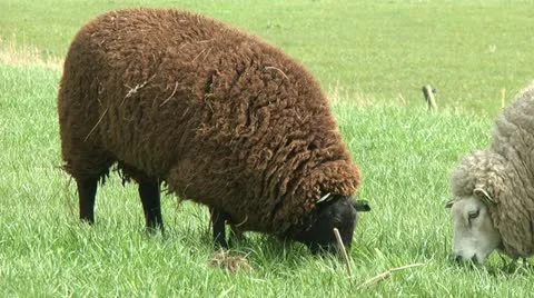 Black sheep grazing Stock Footage 10895504