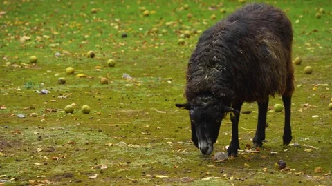 A black sheep grazing Stock Footage 268752313