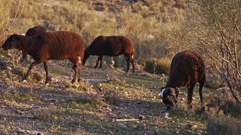 Black sheep grazing at hills, between retamas and thistles, at sunset Stock Footage 100981690