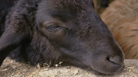 A black sheep has put its muzzle on a fense and is resting. Stock Footage 113882921