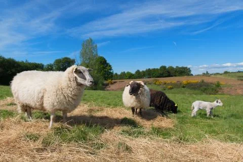 Black sheep with lamb Stock Photos