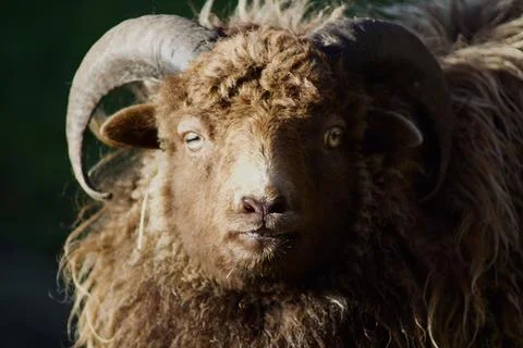 Black sheep looking into the camera Stock Photos