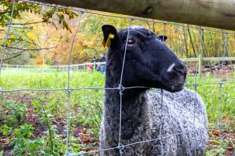 A black sheep looking interested through a fence to a pasture Stock Photos