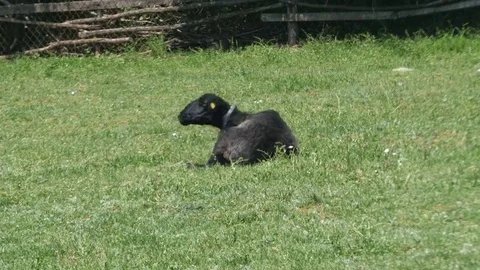 Black sheep lying in the grass and look around by Pakito. Stock Footage 69171247