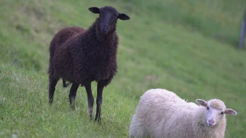 Black sheep on pasture Stock Footage 90996132