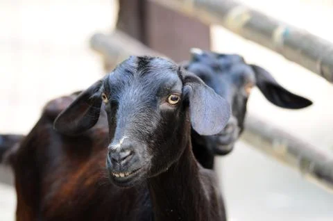 Black sheep. Foto stock
