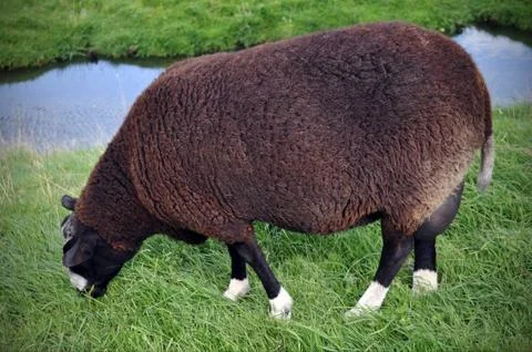 The Black Sheep Stock Photos