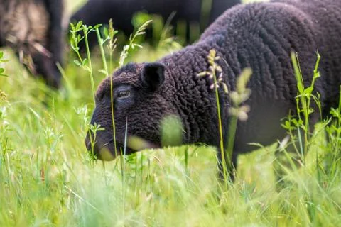Black Sheep Foto stock