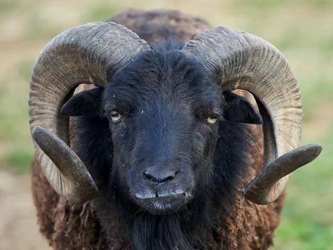 Black Sheep Stock Photos