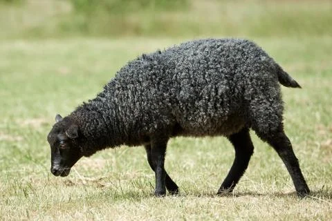 Black sheep Stock Photos