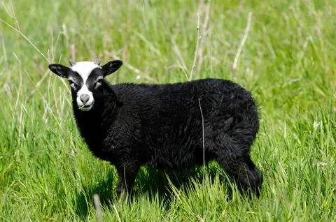 Black sheep Stock Photos