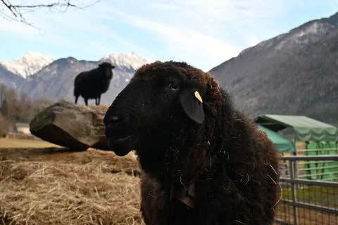 Black Sheep Foto stock