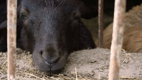 A black sheep is putting its muzzle on a fence in the shed. Stock Footage 113882954