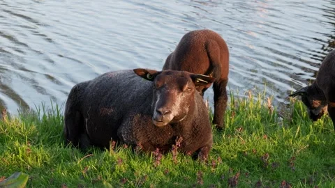 Black sheep resting by water at sunset, farm animal in natural landscape Stock Footage 333827603