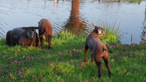 Black sheep by river at sunset, grazing livestock in countryside landscape Stock Footage 333827545