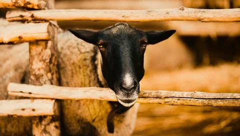 A black sheep of a rustic farm. This image is a poignant reminder of the inva Foto stock