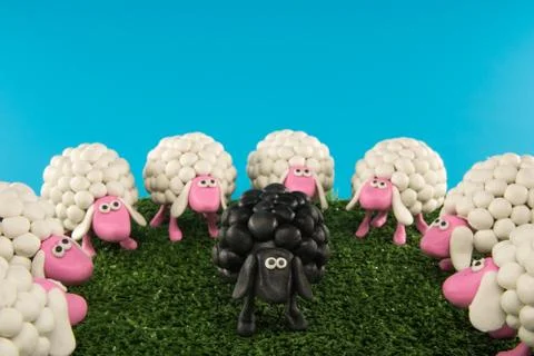 Black Sheep Surrounded Stock Photos