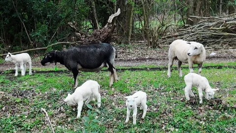 Black sheep with three lambs Video stock 105561417