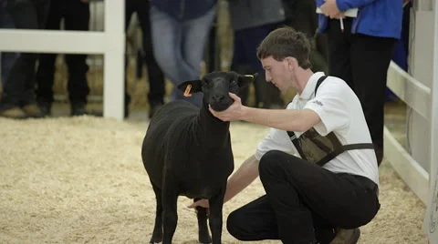 A black sheep with trainer at show Stock Footage 57219456