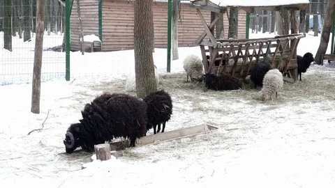 Black sheep walking on the snow Stock Footage 73390591