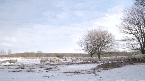 Black sheep walking through herd in snowy field Stockbeeldmateriaal 293082028