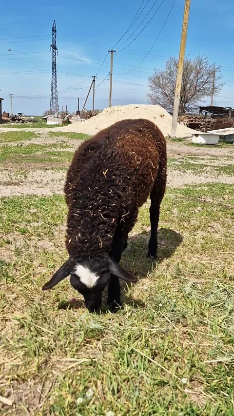 Black Sheep with White Forehead Patch Grazing on Rural Farm Pasture Stock Footage 339079882