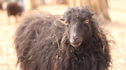Black sheep in zoo Video stock 47056087