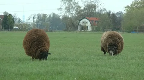 Black sheeps Stock Footage 10895213